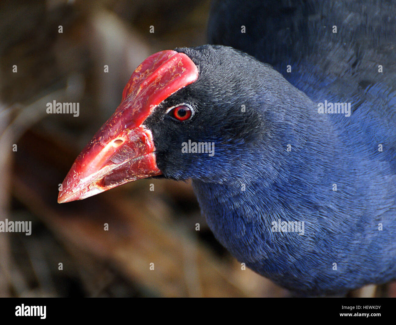 Il Pukeko, o New Zealand Swamp Hen, è un impressionante uccello nativo che si trova nelle zone umide e erbose in tutta la nuova Zelanda. Conosciuta per il suo piumaggio blu brillante, il becco rosso e le distintive piume bianche della coda, è diventata una specie iconica in nuova Zelanda, spesso avvistata in cerca di cibo nelle aree lungo la strada. Foto Stock