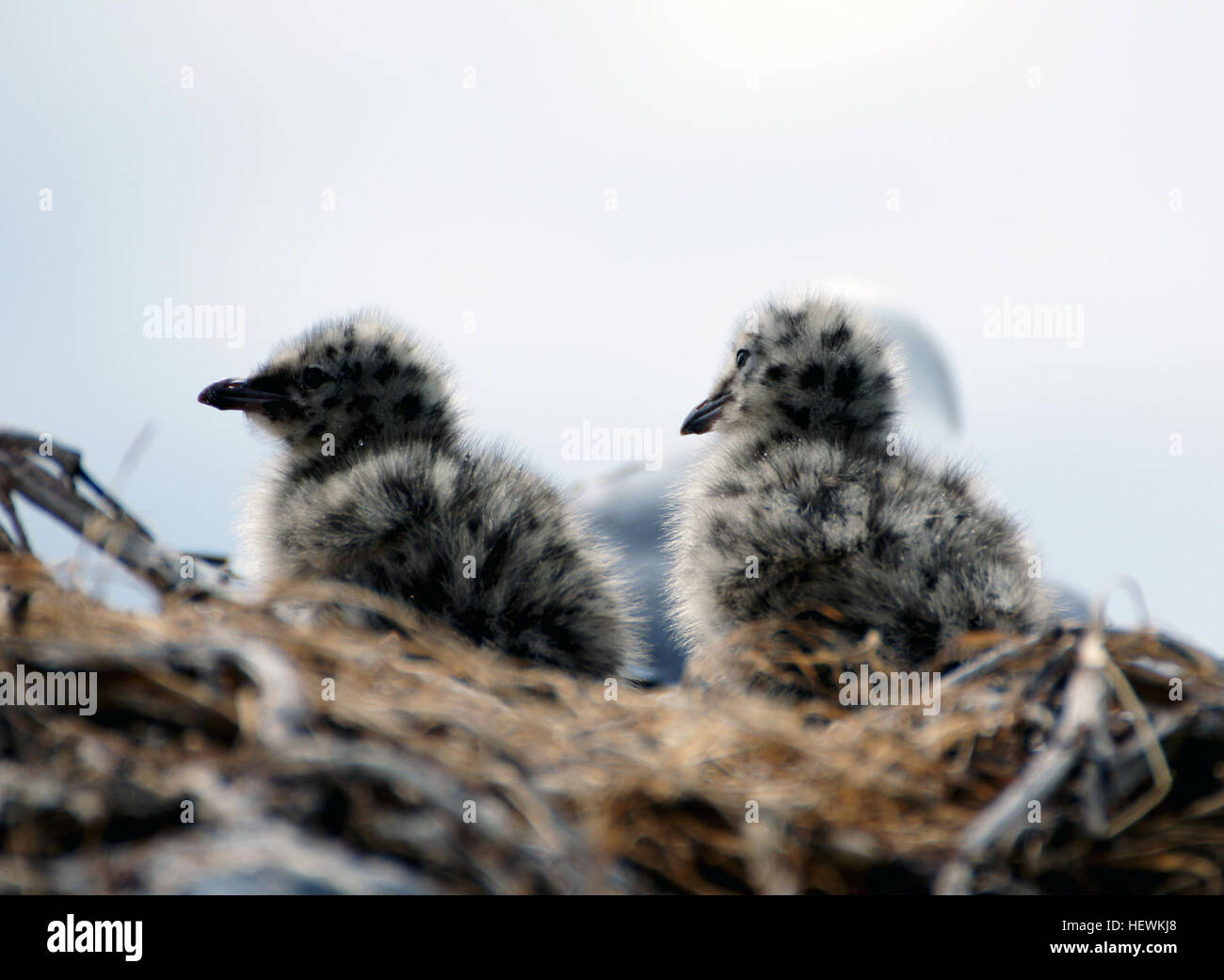 Il gabbiano a becco rosso (Larus novaehollandiae) è un piccolo uccello marino con distintivi becchi rossi e gambe. Misura 37 cm di lunghezza, con apertura alare in bianco e nero. Originario dell'emisfero meridionale, l'uccello si trova nelle regioni temperate e tropicali. In particolare, la sottospecie Larus novaehollandiae scopulinus è endemica della nuova Zelanda. Foto Stock