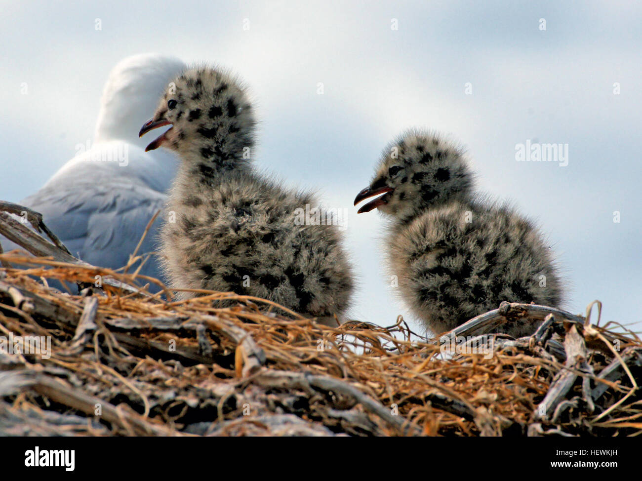 Questa immagine mostra un gabbiano con becco rosso sul nido con pulcini. I gabbiani a becco rosso si riproducono in densa colonie lungo le aree costiere, costruendo nidi di materiali come erba, ramoscelli e alghe. I pulcini sono allevati da entrambi i genitori, che incubano le uova e forniscono assistenza fino a quando i pulcini non possono difendersi da soli. Foto Stock