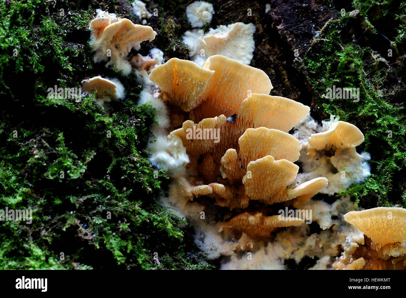 Questa immagine mostra l'Antrodiella zonata, una specie di funghi a staffa trovati sul legno nelle foreste autoctone. Le spore bianche e la sua crescita su tronchi in decadenza sono caratteristiche caratteristiche di questa specie non commestibile. Foto Stock