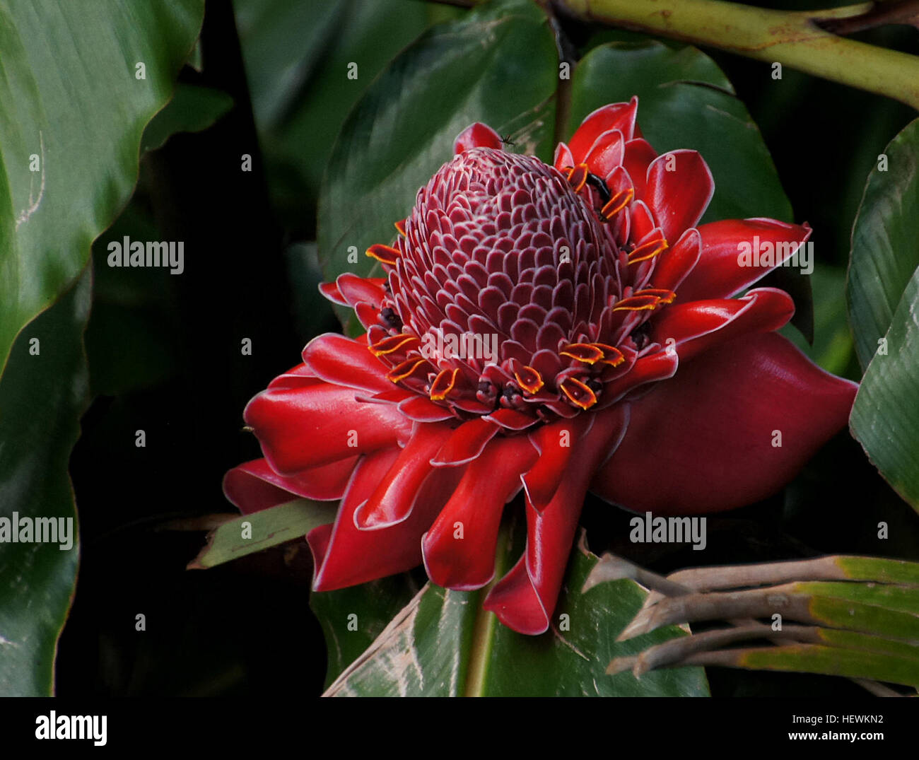 Forma Di Foglia Lanceolata Immagini E Fotos Stock Alamy