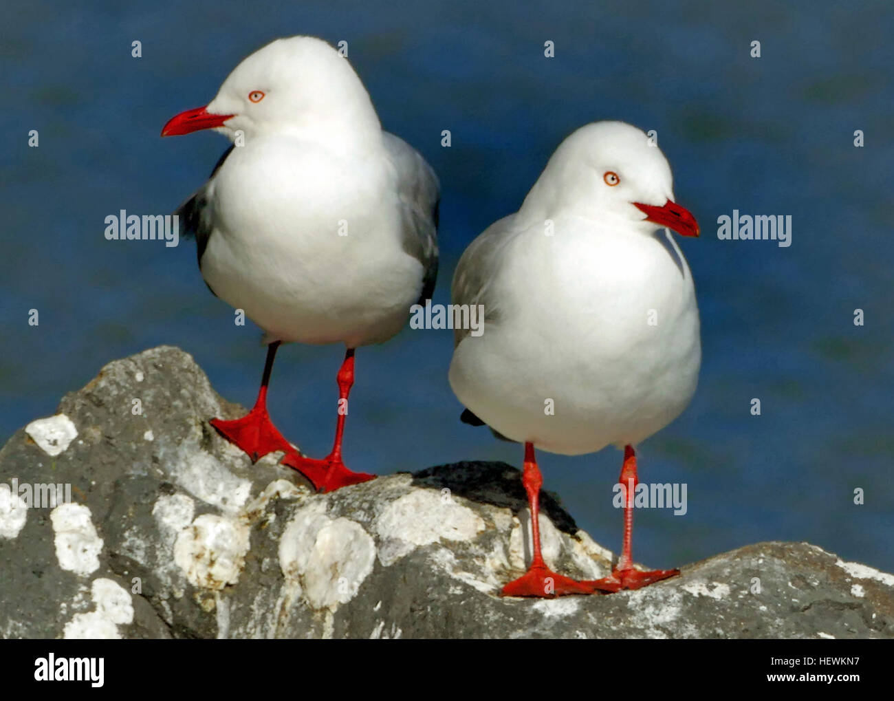 Il gabbiano a becco rosso, o tarapunga (largo novaehollandiae), è un uccello marino originario dell'Australia e della nuova Zelanda. Gli adulti sono caratterizzati da corpi bianchi, ali grigie, banconote e gambe rosse. L'uccello è lungo 37 cm e pesa tra 260 e 300 grammi. Foto Stock