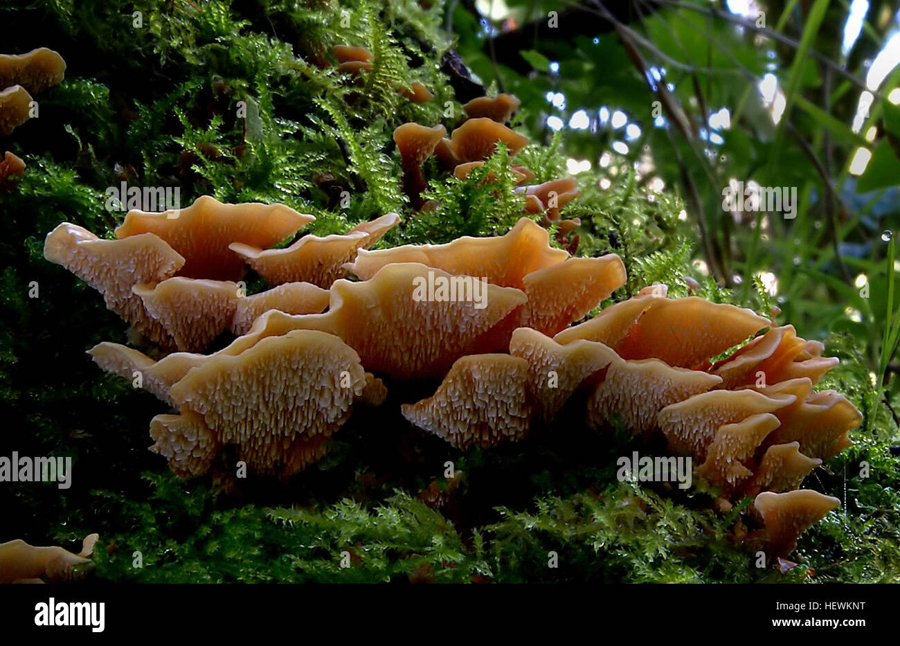 Il fungo Antrodiella zonta si trova sul legno nelle foreste autoctone. Forma piccole strutture a staffa, con spore bianche. Questo fungo non commestibile cresce all'inizio dell'estate, contribuendo agli ecosistemi forestali come parte del processo di decomposizione naturale. Foto Stock