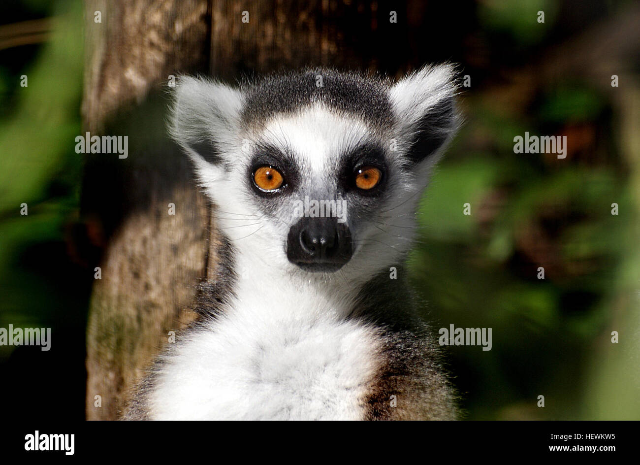 Il lemure dalla coda ad anello, originario del Madagascar, è noto per la sua coda impressionante con anelli neri e bianchi alternati. Questi lemuri sono altamente sociali e vivono in gruppi. Sono riconosciuti per i loro occhi grandi ed espressivi e per la loro capacità di adattarsi a vari habitat, principalmente nelle foreste secche e nelle aree spinose. Foto Stock