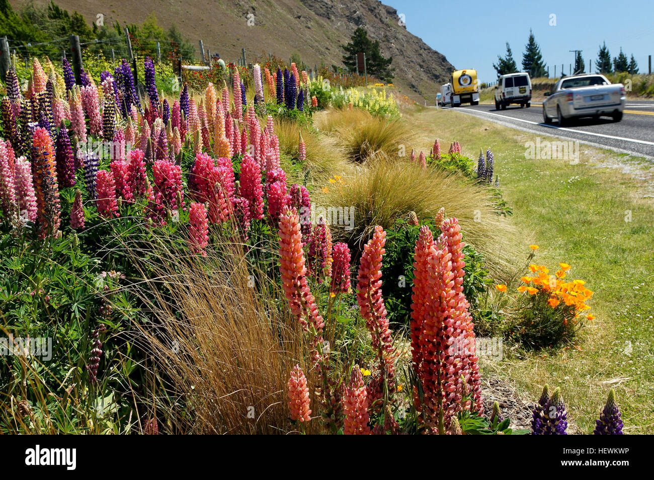 I lupini Russell sono fiori duri che prosperano in terreni umidi e ghiaiosi. Noti per la loro capacità di tollerare condizioni ambientali difficili, crescono bene lungo i fianchi della strada e i letti dei fiumi ghiaiosi. Foto Stock