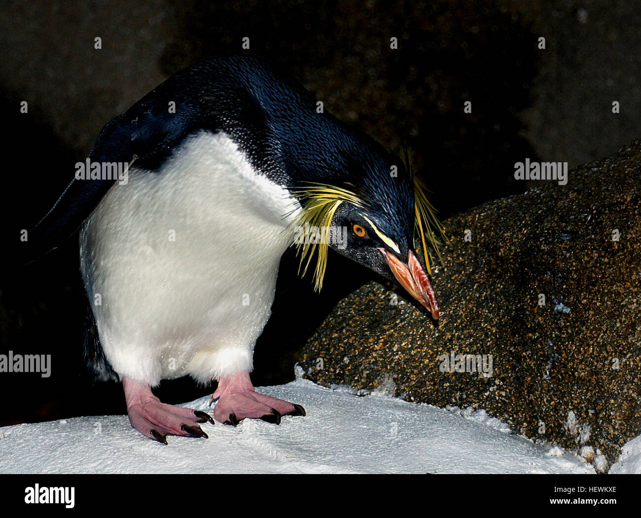 Questi gregaria uccelli marini sono tra i più piccoli al mondo pinguini, in piedi circa 20 pollici (50 cm) di altezza. Essi hanno il sangue-occhi rossi, un rosso-arancio becco, e rosa palmati piedi. Foto Stock