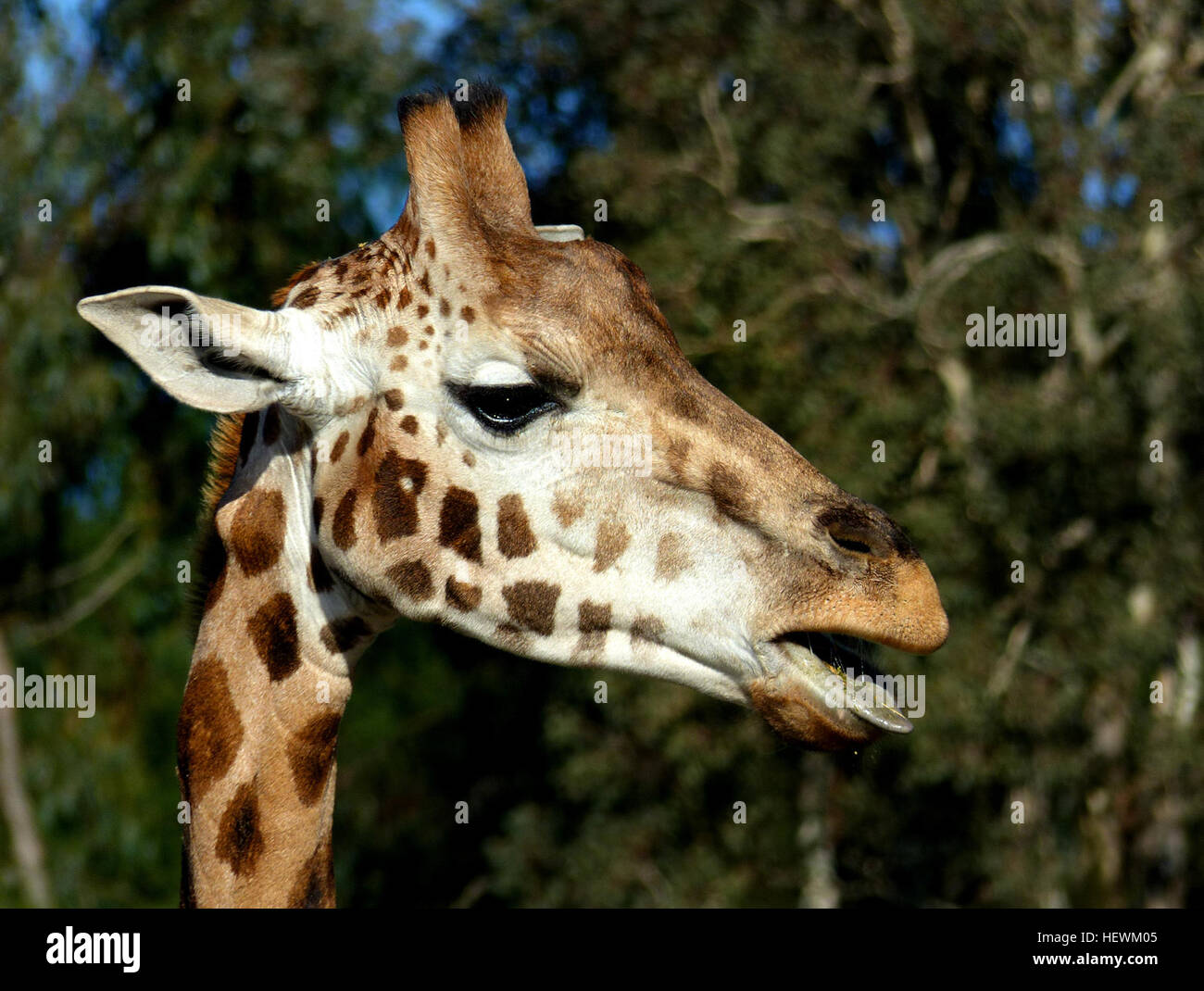Le giraffe hanno un cuore grande quanto un basket, che aiuta a pompare il sangue al cervello. Sono corridori capaci, che raggiungono velocità superiori a 50 km/h, e possono utilizzare potenti calci e colpi di testa per la difesa. Il loro esclusivo motivo dappato fornisce mimetismo, mescolando con la luce del sole che filtra attraverso gli alberi. Le giraffe nascono dopo una lunga gestazione e affrontano pochi predatori naturali. La giraffa di Rothschild è una sottospecie notevole. Foto Stock
