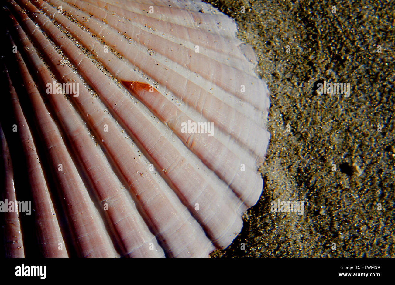 Una fotografia ravvicinata dell'arte della spiaggia con conchiglie, capesante e conchiglie di mare disposte sulla sabbia. Vengono mostrati gli intricati motivi e la bellezza naturale delle conchiglie, catturando l'essenza della vita costiera e le texture che si trovano lungo le coste. Foto Stock