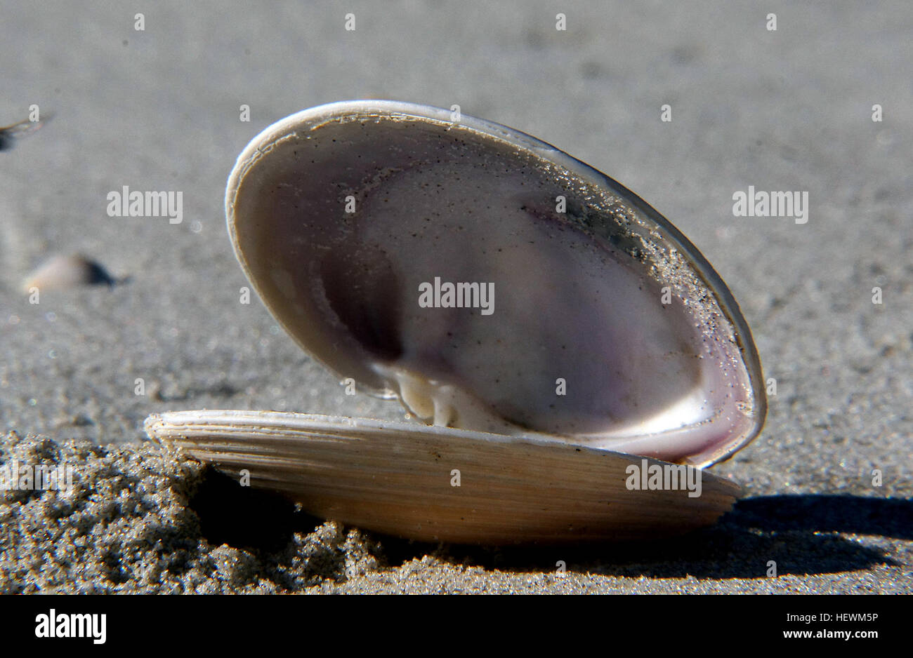 Questa foto ravvicinata cattura una tranquilla scena di spiaggia piena di conchiglie, conchiglie aperte e capesante. Le conchiglie e l'arte della spiaggia forniscono una rappresentazione tranquilla della vita costiera, mettendo in risalto gli elementi naturali che si trovano lungo le coste. Foto Stock