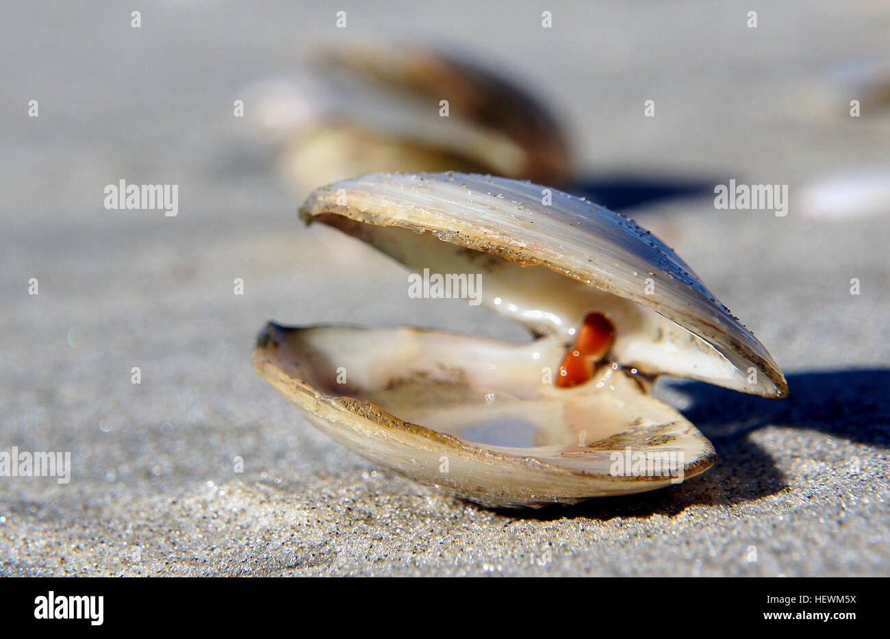 Questa immagine mostra una scena di spiaggia, evidenziando varie conchiglie come conchiglie, galli, pipis e capesante. Le conchiglie aperte aggiungono consistenza al paesaggio costiero, sottolineando la diversità della vita marina che si trova sulla riva. Foto Stock