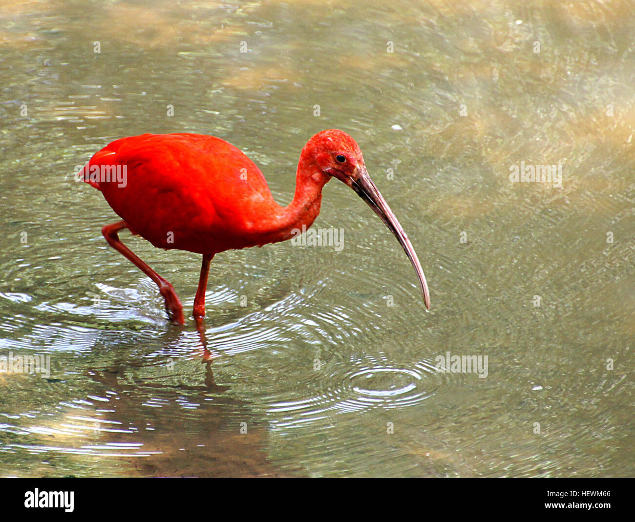 La Scarlet Ibis è una specie di ibis nel bird family Threskiornithidae. Essa abita tropical America del Sud e le isole dei Caraibi Foto Stock