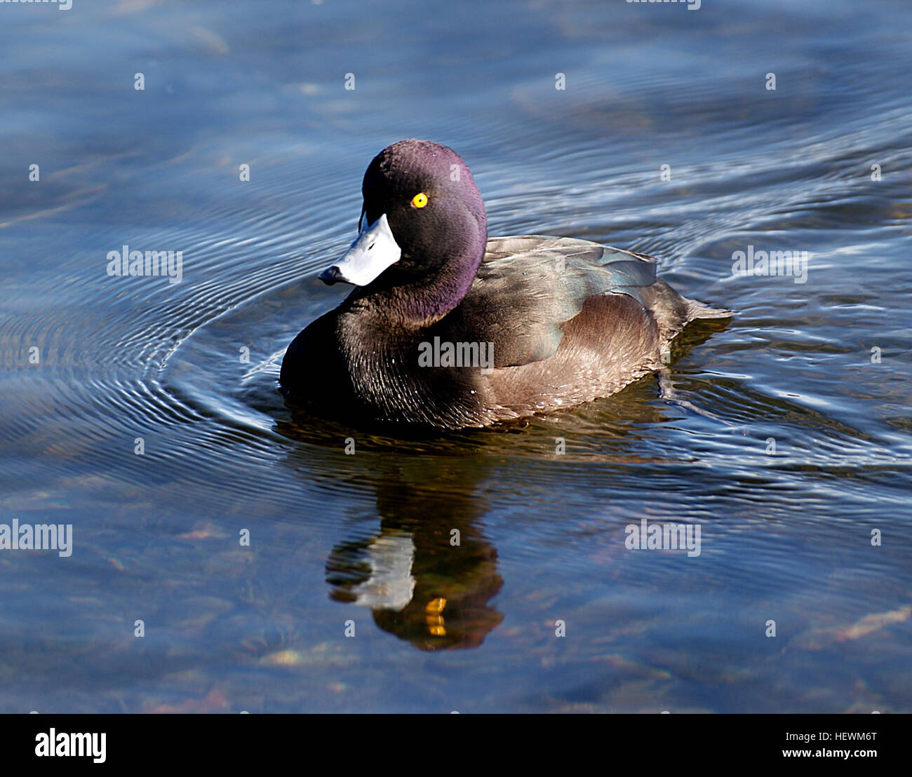 La Nuova Zelanda Scaup (Aythya novaeseelandiae) comunemente noto come un nero teal, è un'anatra sub specie del genere Foto Stock