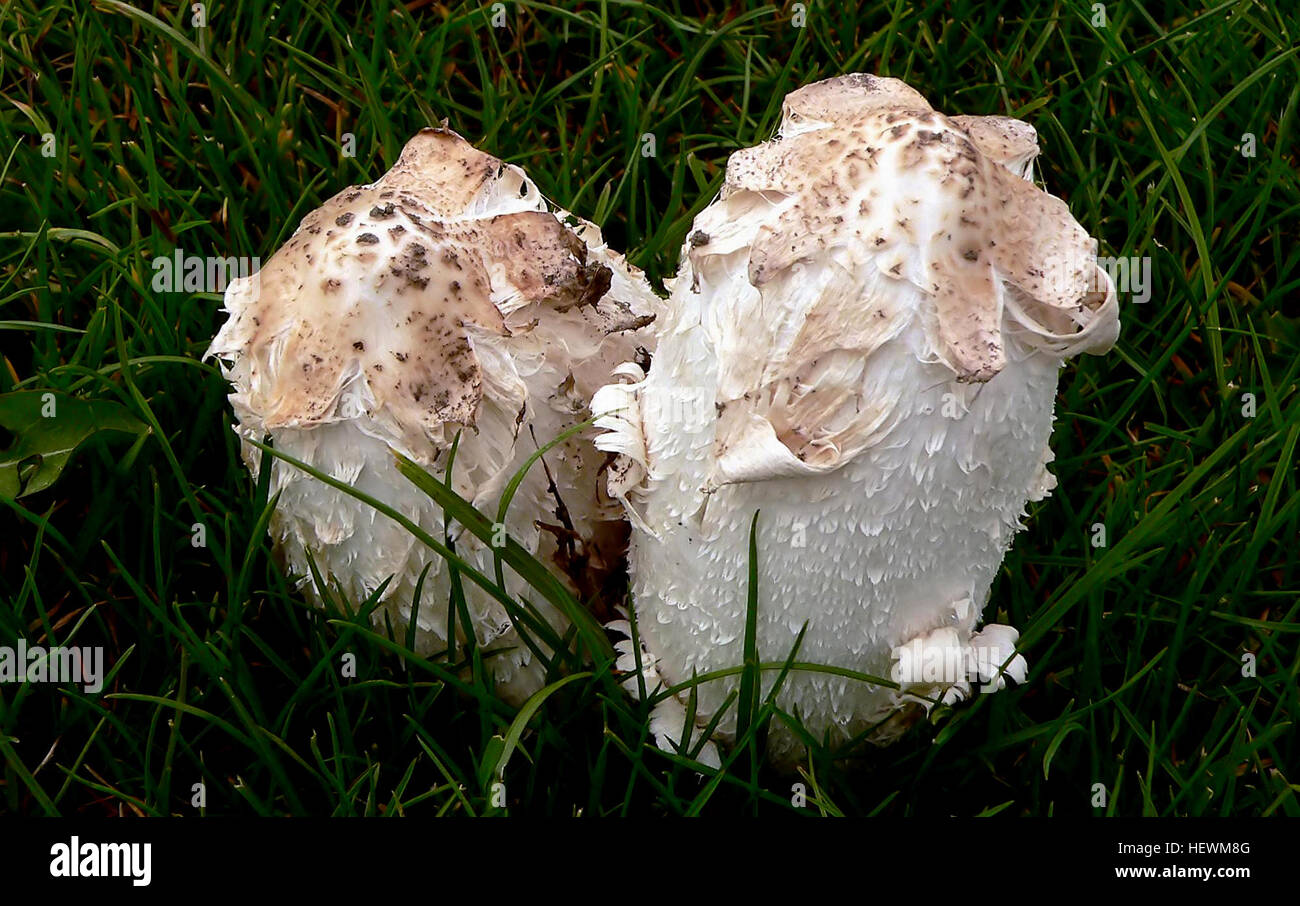 Coprinus comatus, comunemente noto come cappello d'inchiostro irsuto, parrucca dell'avvocato o criniera irsuta, è un fungo distintivo che si trova su prati, strade ghiaiate e aree di rifiuti. Foto Stock