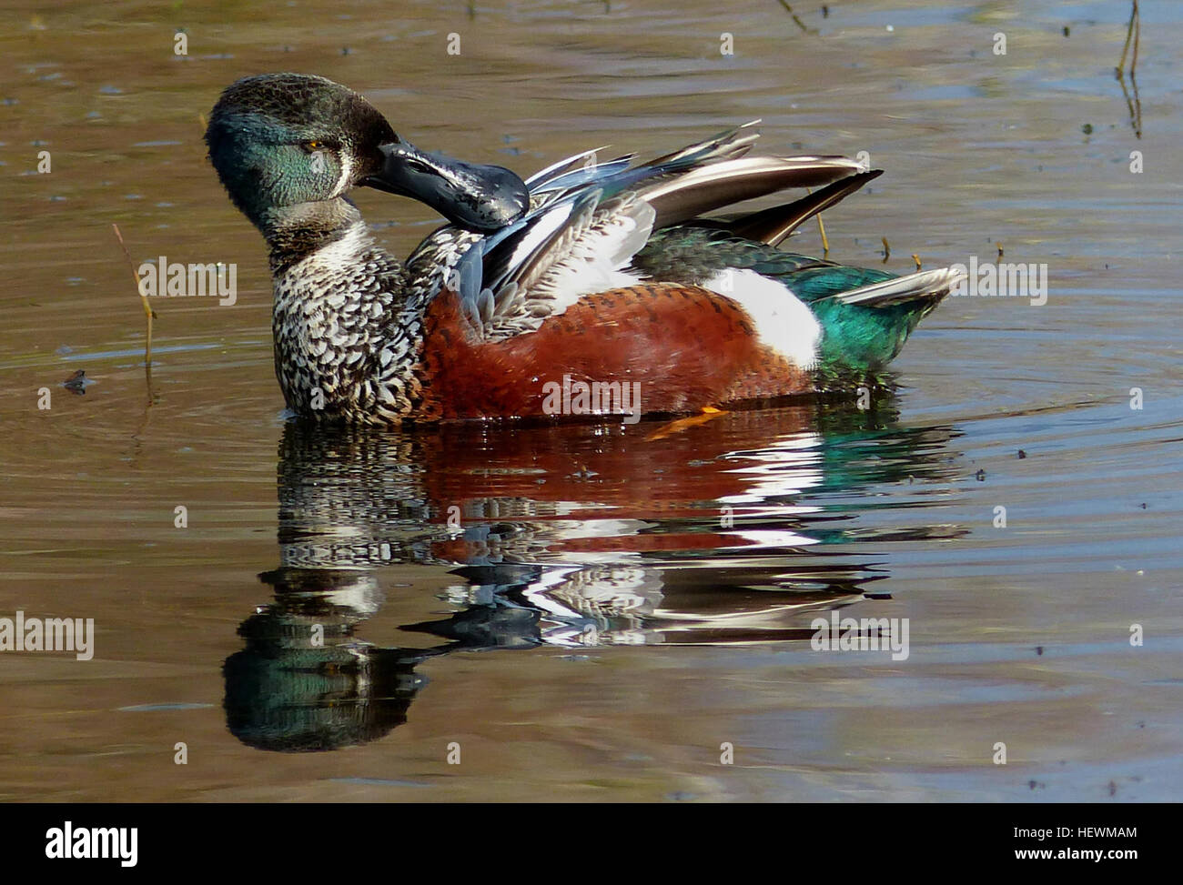 Questa immagine mostra gli spatola, un tipo di anatra, che usano le loro ampie banconote a forma di cuneo per setacciare il cibo dalla superficie dell'acqua e dal fango. Le lamelle e le setole della lingua del becco sono specializzate nell'alimentazione di invertebrati e semi. Foto Stock