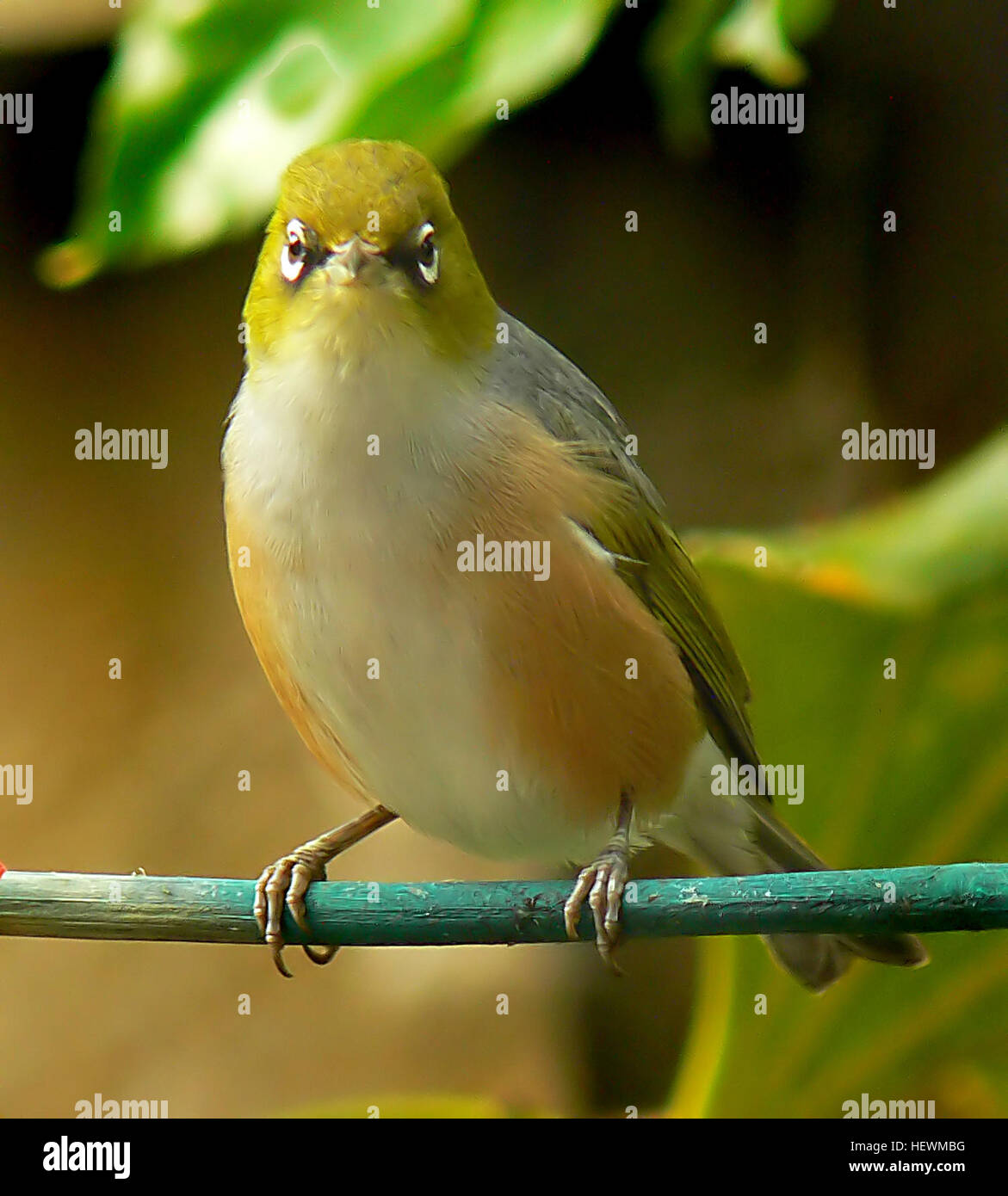 Il Silvereye (*Zosterops lateralis*), noto anche come Wax-Eye o Small Bird, è un piccolo passerino attivo originario della nuova Zelanda. È conosciuta per il suo caratteristico anello bianco e il piumaggio verdastro. La specie è diffusa in tutta la nuova Zelanda e può essere trovata in una varietà di habitat, spesso nutrendosi di nettare e insetti. Foto Stock