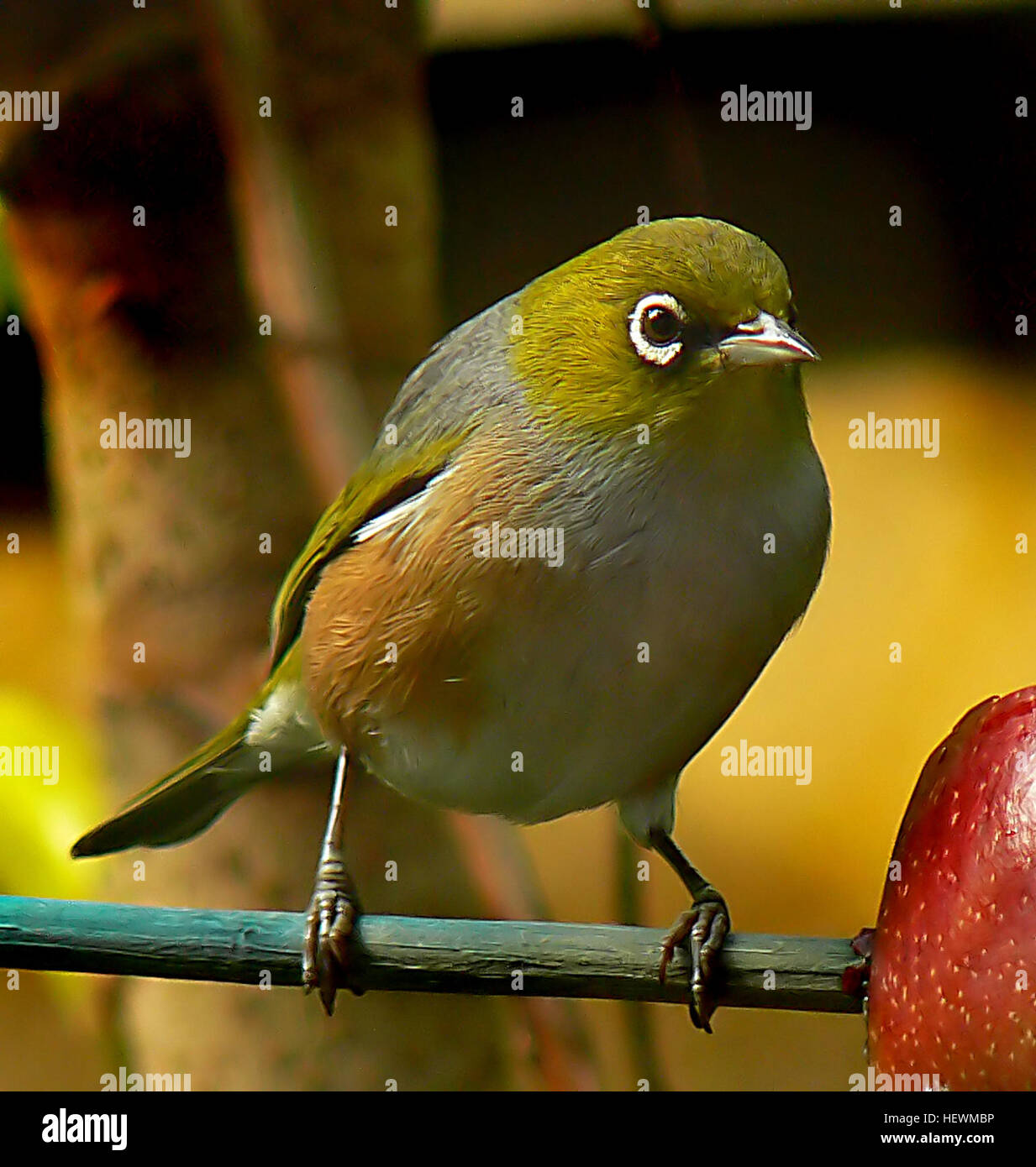 Il Silvereye (*Zosterops lateralis*), noto anche come Wax-eye o White-eye, è un piccolo uccello nativo della nuova Zelanda. Questa specie è caratterizzata dal suo caratteristico anello bianco intorno all'occhio e si trova comunemente nelle foreste e nei giardini di tutta la regione. Foto Stock