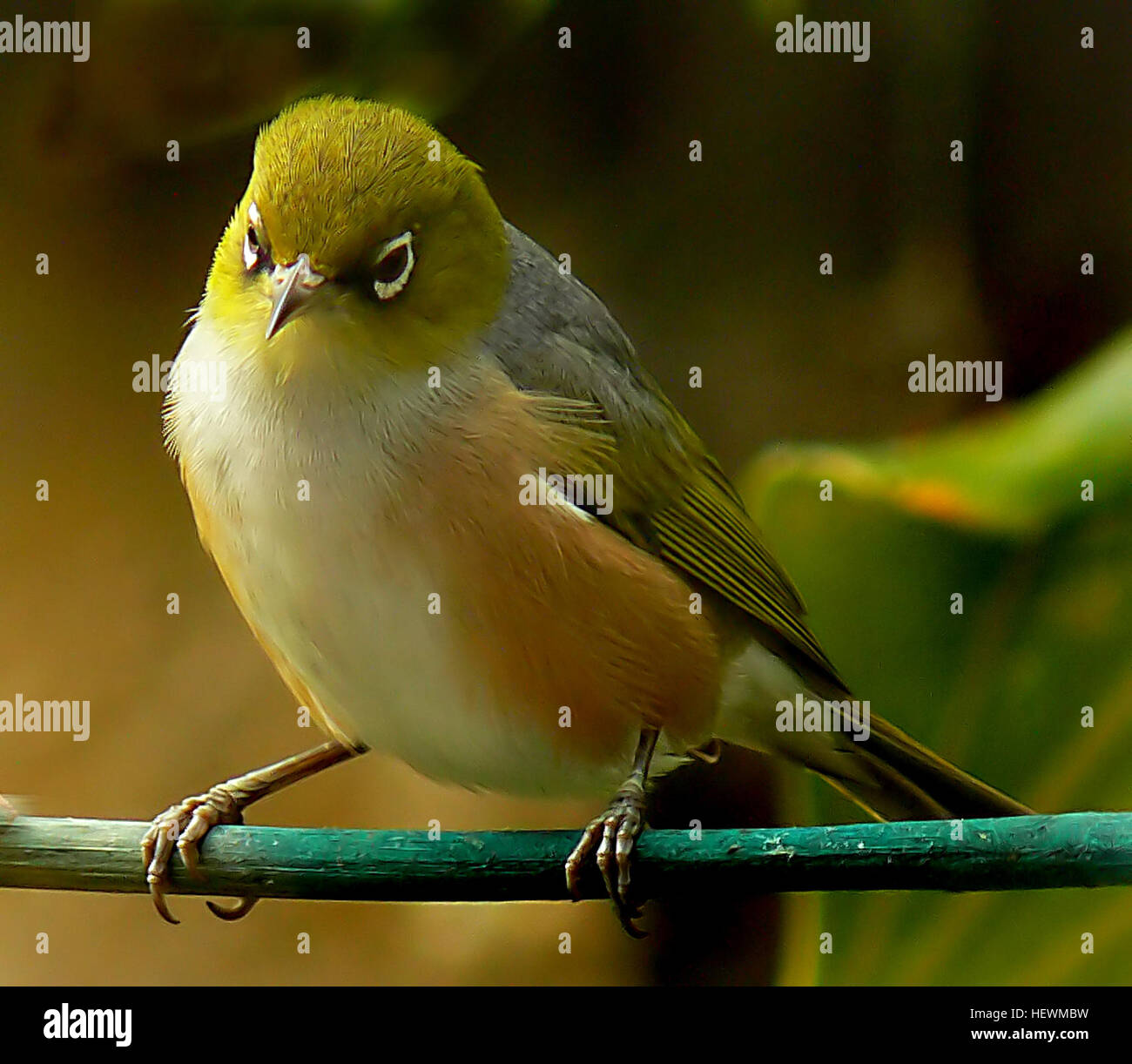 Il silvereye o cera-eye (Zosterops lateralis) è una molto piccola onnivoro passerine bird del sud-ovest del pacifico. In Australia e in Nuova Zelanda con il suo nome comune è talvolta abbreviato in bianco-eye, ma questo nome è più comunemente utilizzato per fare riferimento a tutti i membri del genere Zosterops, o per tutta la famiglia Zosteropidae. In Nuova Zelanda il silvereye è documentata per la prima volta nel 1832. È arrivato in numeri maggiori nel 1856, e si ipotizza che una migrazione di gregge è stato spazzato verso est da una tempesta.[2] Come un apparentemente self-introdotto uccello è protetto come un nativo della Nuova Zelanda specie. Il suo nome Māori, tauhou Foto Stock