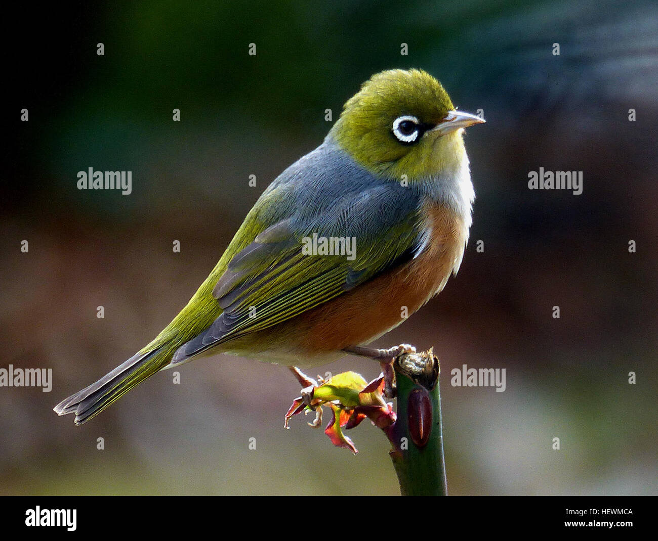 Il silvereye ha una ampia distribuzione in tutta la Nuova Zelanda. Essi possono essere trovati dal livello del mare al di sopra della linea di albero ma non sono abbondanti nel deep forest o aprire la prateria. Leggermente più piccolo di un passero, il silvereye è verde oliva con un anello di piume bianche intorno all'occhio. I maschi sono leggermente più luminoso del piumaggio di femmine. Esse hanno un fine bill rastremata ed una punta di pennello lingua come la tui e bellbird. Silvereyes principalmente mangiano insetti, frutta e nettare. Il silvereye è documentata per la prima volta in Nuova Zelanda nel 1832 e poiché non vi è alcuna prova che esso è stato introdotto artificialmente, Foto Stock