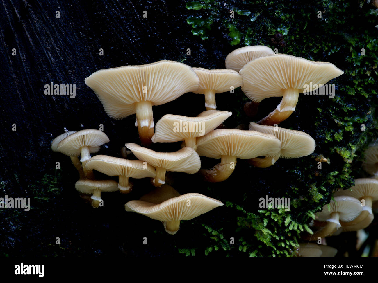Il honeylike colore di questo bianco-spored senza branchie ispirati a fungo con il suo nome comune. Questo fungo è molto abbondante. Variabile in apparenza, ritornare ogni anno in molte forme e colori, ciò che noi chiamiamo Armillaria mellea, (noto anche come "quercia fungo"), possono rappresentare più di una specie di funghi. I tappi possono essere di colore rosso-marrone a marrone, liscia o scalate, con tan o marrone pallido fibrille. Essi possono essere di piccole dimensioni, arrotondata e campana, o piatto e completamente espanso. Essi appaiono come individui o in truppe di centinaia. Essi sono apprezzato in tutto il mondo. Foto Stock