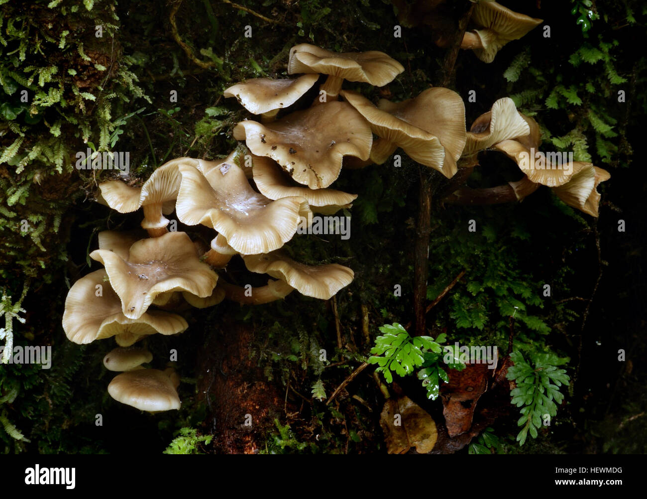 Il fungo di miele (Armillaria novae-zelandiae) è caratterizzato dal suo cappellino sottile quando è fresco. In genere cresce su legno duro e alberi di legno tenero, producendo spore bianche nella stagione autunnale. La commestibilità del fungo è ancora incerta, e si trova sia nelle foreste native che nelle foreste introdotte. Foto Stock