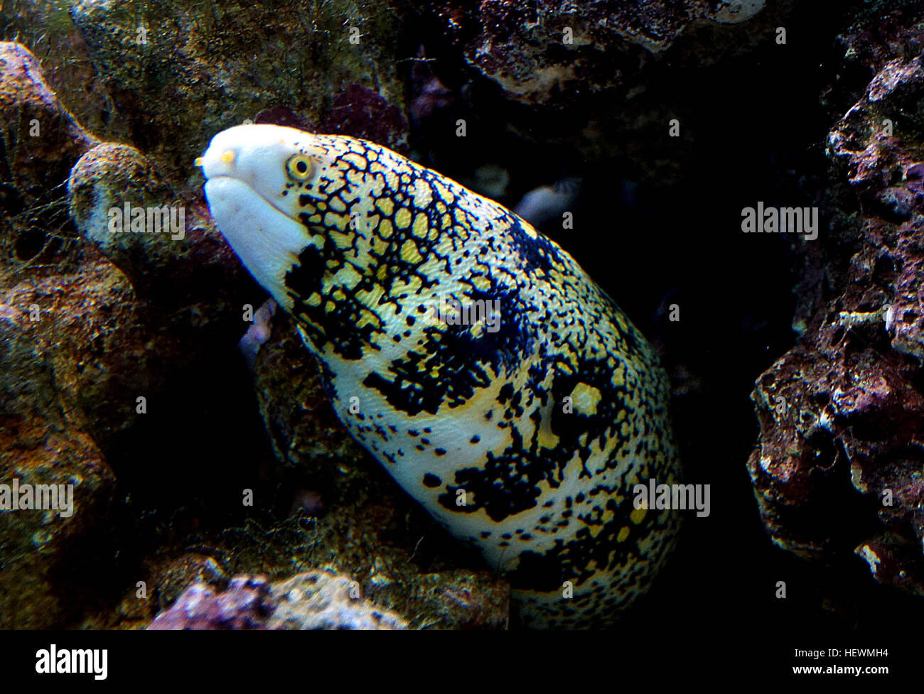 L'anguilla del fiocco di neve, nota anche come Moray nuvoloso o Starry Moray, è una specie incredibilmente bella che si trova nelle barriere coralline indo-pacifiche. Può crescere fino a 39 centimetri in natura e in genere raggiunge 24 centimetri in cattività. Foto Stock