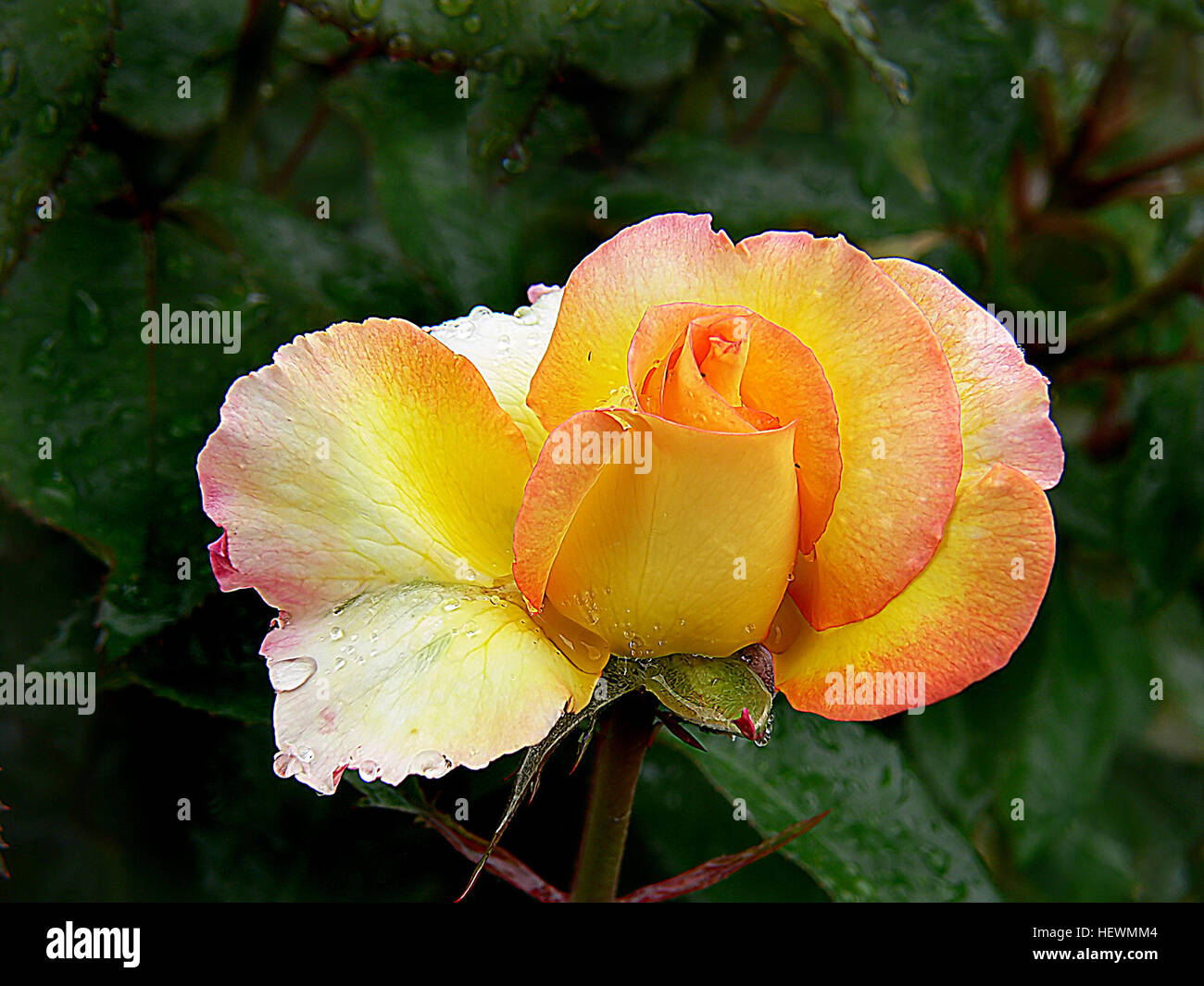 Questa varietà di rose, allevata da Sam McGredy in nuova Zelanda, è nota per il suo aspetto accattivante. Caratterizzato da fiori gialli con bordi rossi ciliegi e un profumo ricco, prospera per tutta la stagione, offrendo ripetute vampate di grandi e vivaci fiori. Premiato per la sua bellezza e fragranza. Foto Stock