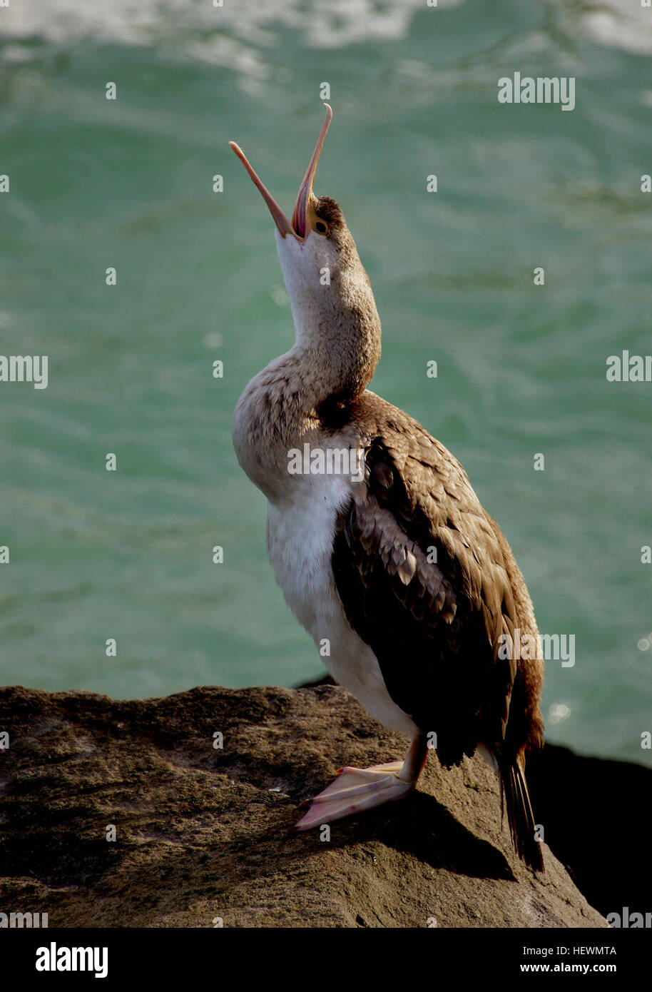 Un terzo del mondo shag specie si trovano in Nuova Zelanda, dove sono le icone del lago e paesaggi costieri. Le diverse coste e la ricca fauna marina e le risorse di acqua dolce offrono molti habitat per questi eleganti, straight-uccelli in volo. Foto Stock