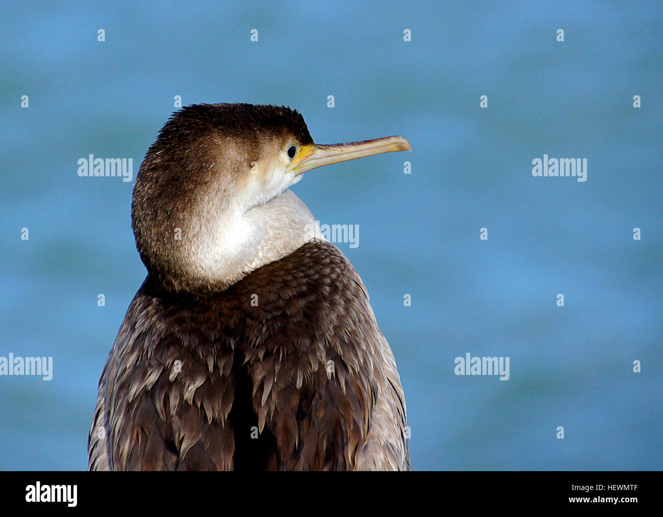 The Spotted shag o parekareka (Stictocarbo punctatus) è una specie di cormorano endemico della Nuova Zelanda. Originariamente classificato come sottospecie Phalacrocorax punctatus, è sufficientemente diverse nell'aspetto da elementi tipici di quel genere che per essere ad un tempo collocata in un genere separato, Stictocarbo, insieme con un'altra specie simili, il Pitt shag. Foto Stock