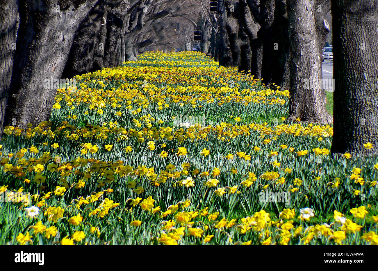 Questa fotografia cattura i primi segni della primavera, con narcisi in fiore e fiori gialli vibranti in primo piano. L'immagine evoca la sensazione rinfrescante delle stagioni che cambiano, offrendo un contrasto tra la fine dell'inverno e l'arrivo della primavera. Foto Stock