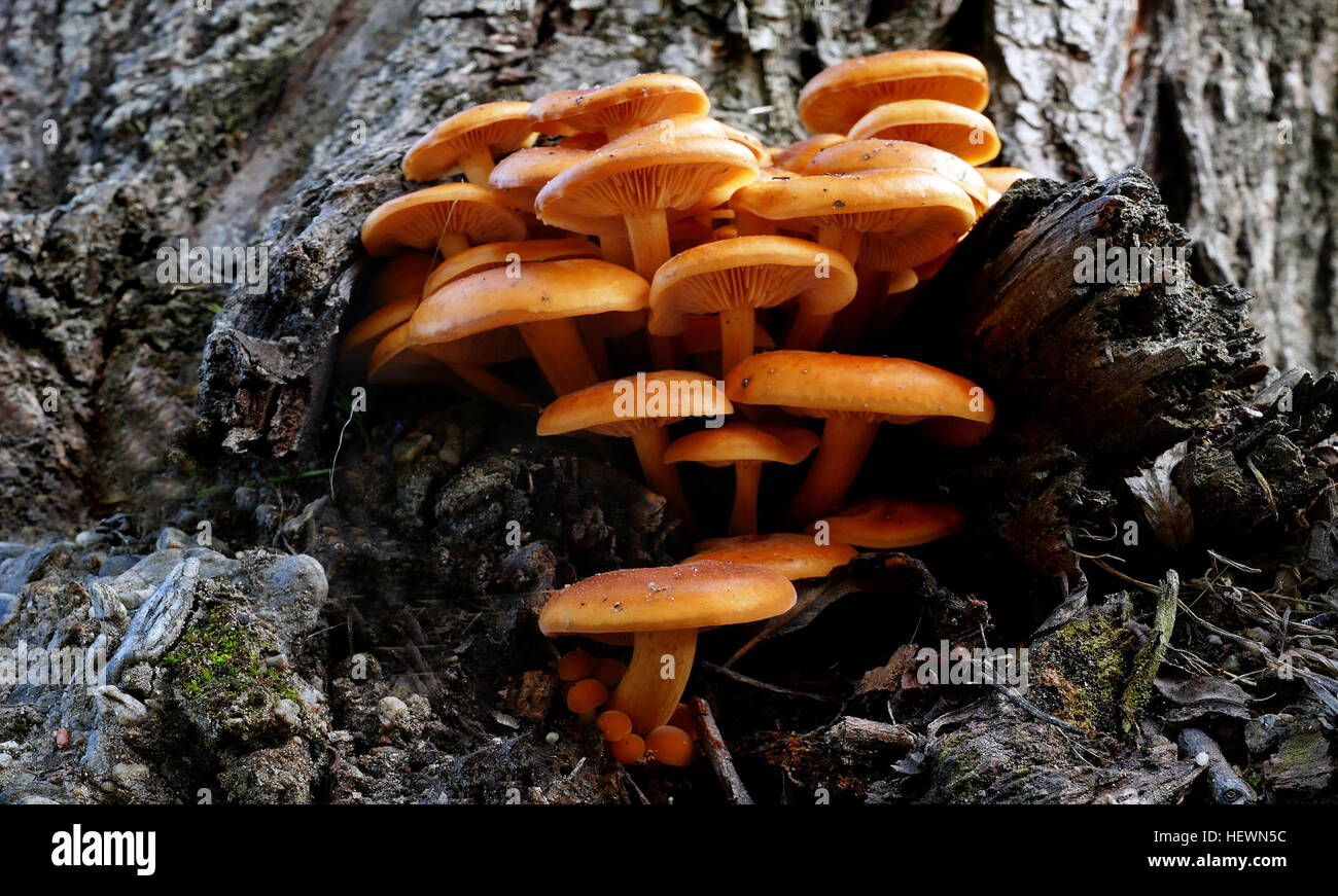 Questo fungo è velenoso ciuffo di zolfo è un pallido a luminoso giallo zolfo fungo con un'arancio al marrone punta colorata che cresce in gruppi o "fiocco" sul legno marcescente nelle foreste e i boschi fino ad una altezza di circa 18cm (7a) e 3-6cm (1.2-2.3a). Un grande fungo comune nella maggior parte delle foreste temperate regioni. Esso può anche essere trovato sulla silvicoltura trucioli di legno usato come un strame e occasionalmente in erba, ma in realtà sarà crescente sul marciume sepolto radici di albero. È immangiabile contenente veleni che possono causare danni al fegato, i sintomi sono nausea, vomito, diarrea e vomito. Le spore sono un viola-brow Foto Stock
