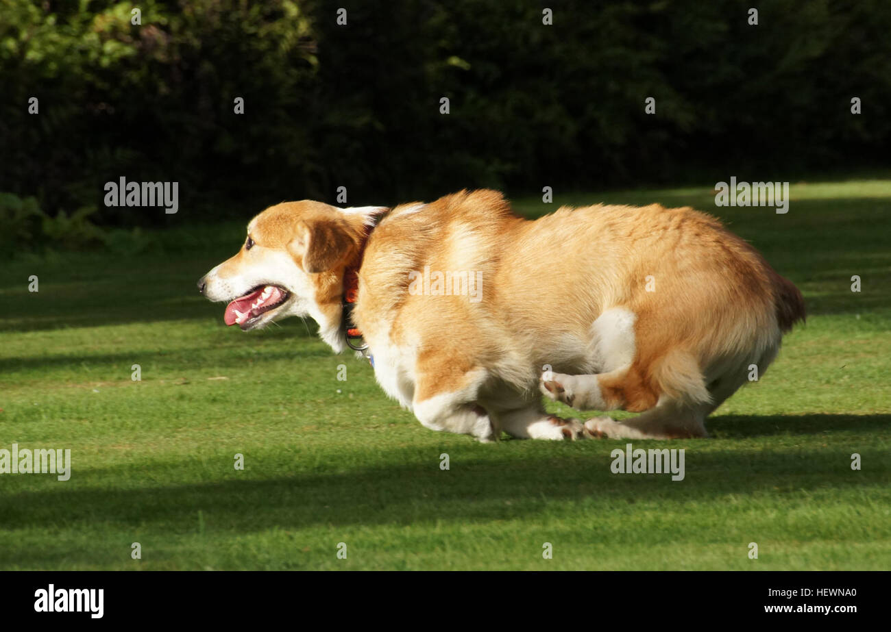 Il Pembroke Welsh Corgi è una piccola razza agile conosciuta per la sua intelligenza e la sua natura attiva. Con il suo aspetto distinto e la sua personalità energica, questo cane è particolarmente adatto per l'agilità e l'allevamento, richiedendo un regolare esercizio fisico e stimoli mentali. Foto Stock