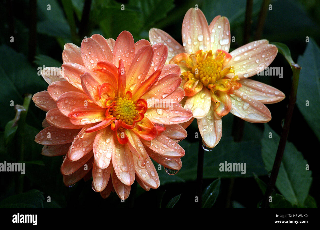 Una foto vibrante dal titolo *Taratahi Sunrise* mostra un fiore di dahlia, catturando la luce del mattino presto. L'immagine celebra la bellezza naturale dei fiori e i momenti tranquilli dell'alba. Foto Stock