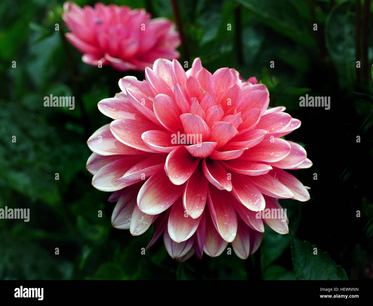 Dahlia piante sono incredibili, un altro esempio di horticultural magic. La cena tipi di piastra può crescere un misuratore completa alta in pochi mesi Mentre la produzione di blumi quasi 30 cm attraverso. La metropolitana, la stessa cosa sta accadendo. Si dovrebbe decidere di scavare il dahlia tuberi alla fine della stagione, rimarrete impressionati con che cosa è stata happing sotto la superficie del suolo. Si aspettano di trovare grumi di patata-come tuberi, che spesso può essere suddiviso in diversi pezzi (e le piante) per il prossimo anno il giardino. Possa il vostro giardino usare un po' di magia? Aggiungere un paio di dalie Foto Stock