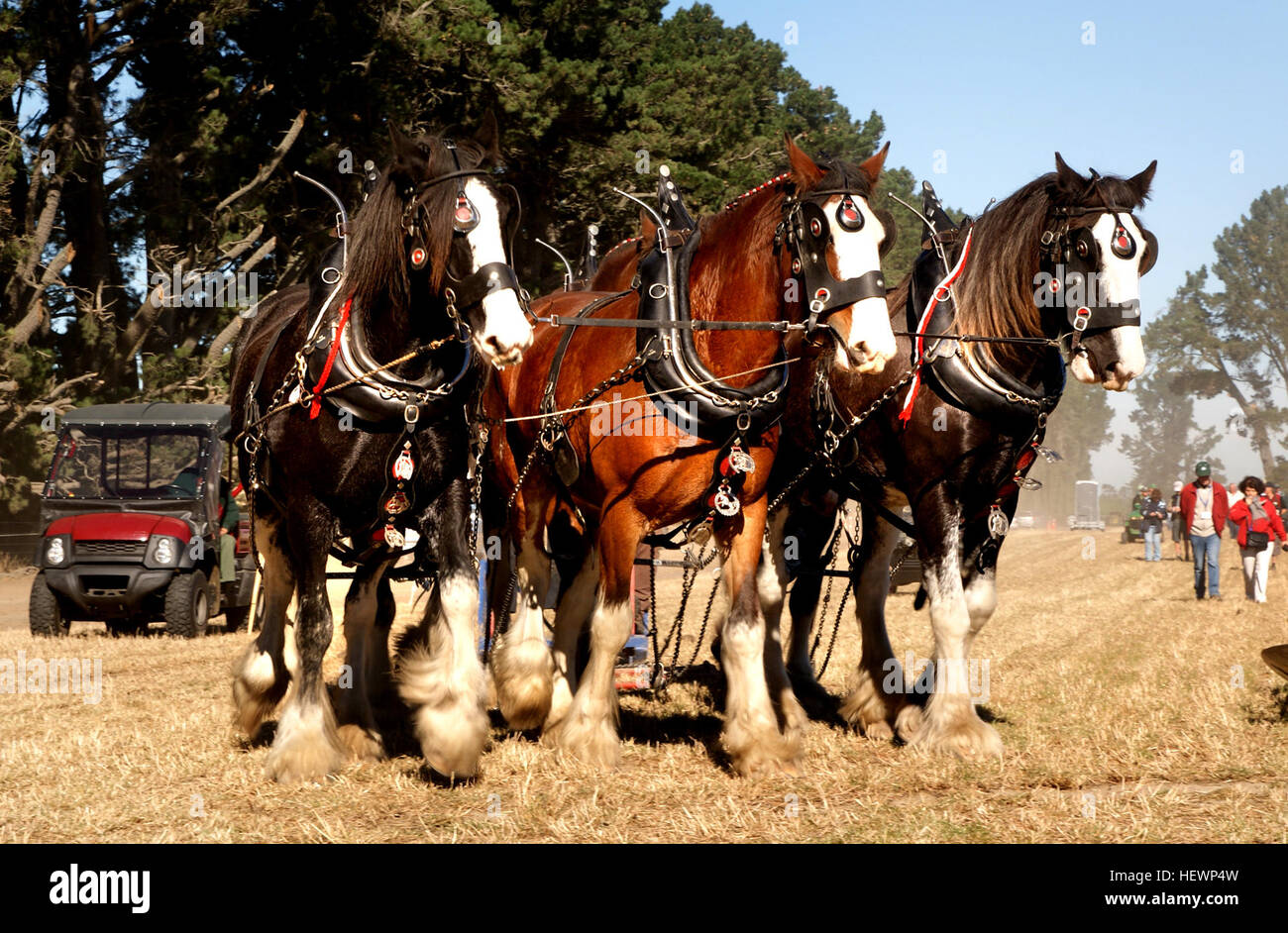 Il cavallo Clydesdale, originario di Clydesdale, in Scozia, è una rinomata razza da tiro nota per le sue dimensioni e la sua forza. Un tempo più piccolo di statura, è ora considerato un grande cavallo da tiro utilizzato in eventi agricoli e fieristici in tutto il mondo. Foto Stock