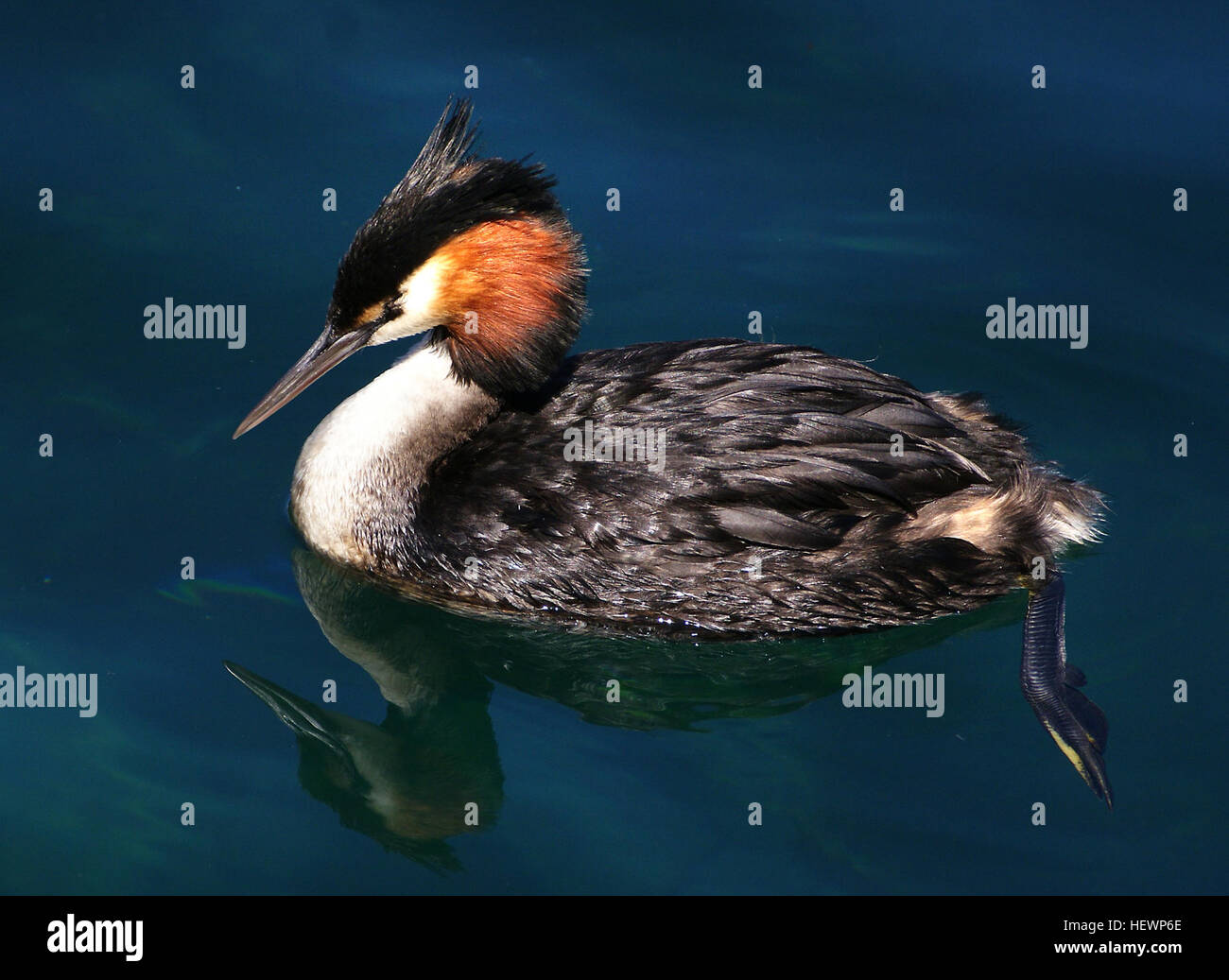 Il bello Australasian crested grebe appartiene a un antico ordine di immersione uccelli che si trovano in ogni continente nel mondo. È rinomato per il suo accoppiamento visualizza e il modo in cui i giovani svassi giro tra piumaggio sul retro della loro piscina e genitori. Tre delle 22 specie in questo ordine sono estinti negli ultimi trent'anni. L'Australasian crested grebe ha un fine, sharp bill, snello il collo e la testa con un distintivo nero doppio cresta. Le guance sono fronzoli di castagno, orlata nero Foto Stock