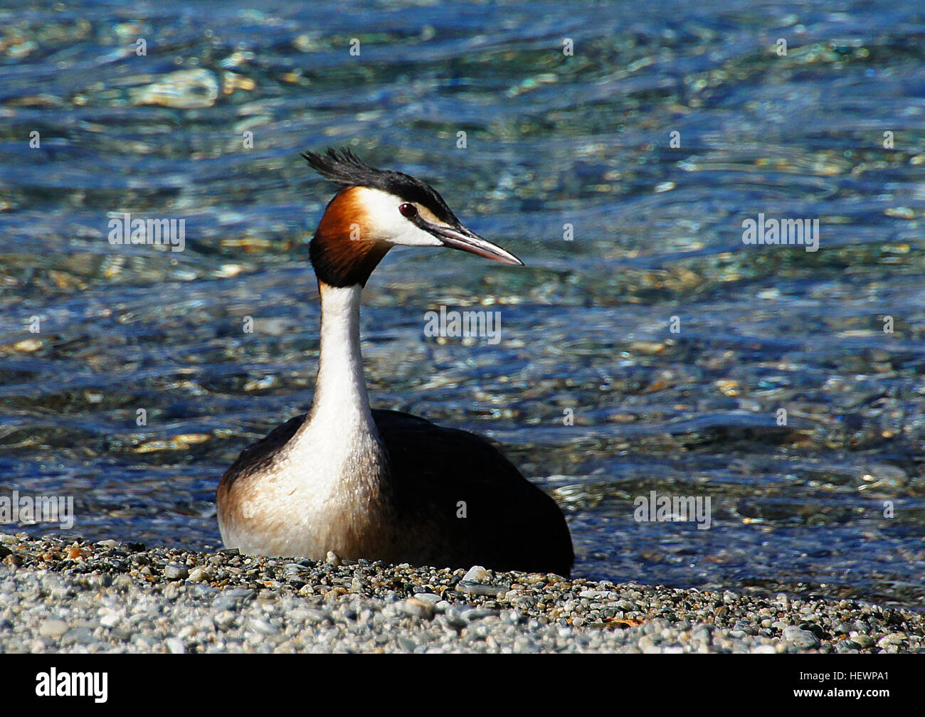 L'Australasian crested grebe è maestoso e distintivo di immersioni subacquee uccello che è di solito visto sui laghi del sud della Nuova Zelanda dove razze. Esso ha un collo assottigliata, forte becco nero e la testa con un distintivo nero doppio crest e luminose di castagno e guancia nera fronzoli che utilizza nel suo complesso e bizzarro visualizza di accoppiamento. È insolito per il modo in cui si porta il suo giovane sulla sua schiena quando il nuoto. Crested grebe appartiene a un antico ordine di immersione uccelli che si trovano in ogni continente nel mondo. Essi sono raramente visto su terreni ad eccezione di quando essi arrampicarsi sui loro nidi sul lago s Foto Stock