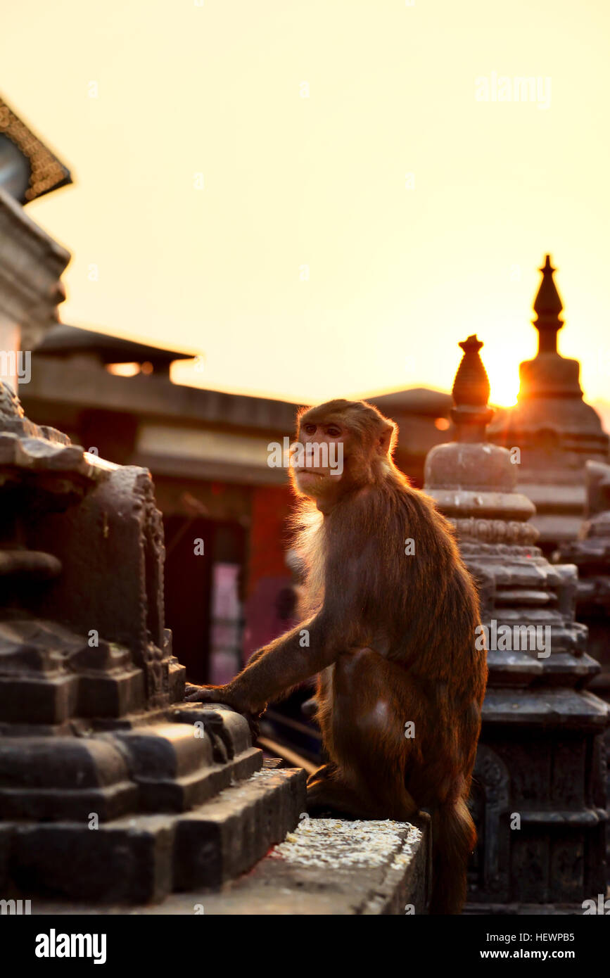 Swayambhunath, il tempio delle scimmie, Kathmandu, Nepal Foto Stock