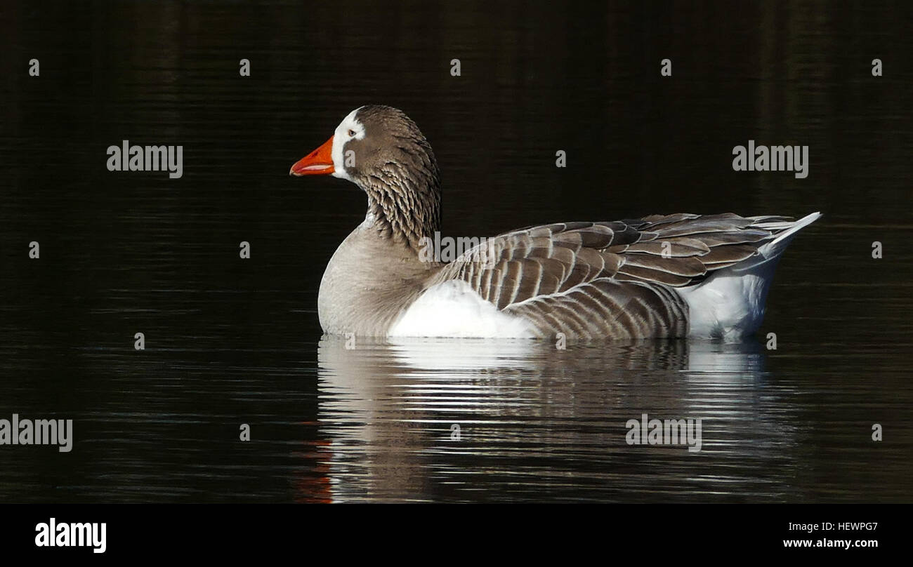 Il Greylag Goose (Anser anser) è un grande uccello d'acqua con piumaggio grigio e bianco macchiato, un becco arancione e le gambe. La lunghezza varia da 74 a 91 cm e pesa circa 3,3 kg. È ampiamente distribuito in Europa e Asia, migrando verso sud in inverno. Foto Stock