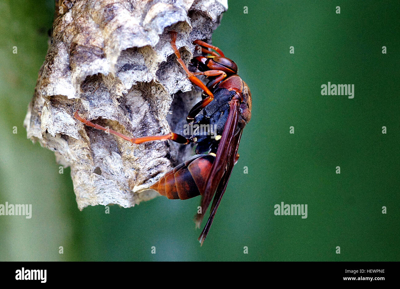 La nuova Zelanda ospita varie specie di vespe autoctone solitarie che si sono evolute senza causare problemi agli esseri umani. Tuttavia, quattro specie di vespe sociali, tra cui la vespa di carta asiatica, la vespa di carta australiana, la vespa tedesca e la vespa comune, sono state introdotte e sono diventate parassiti, interessando gli ecosistemi locali. Foto Stock