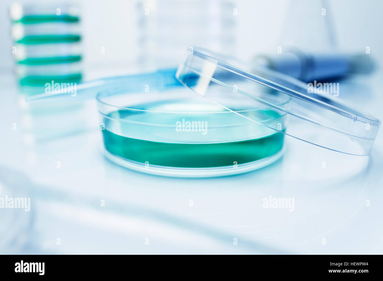 Colore verde soluzione nella capsula di petri Foto Stock