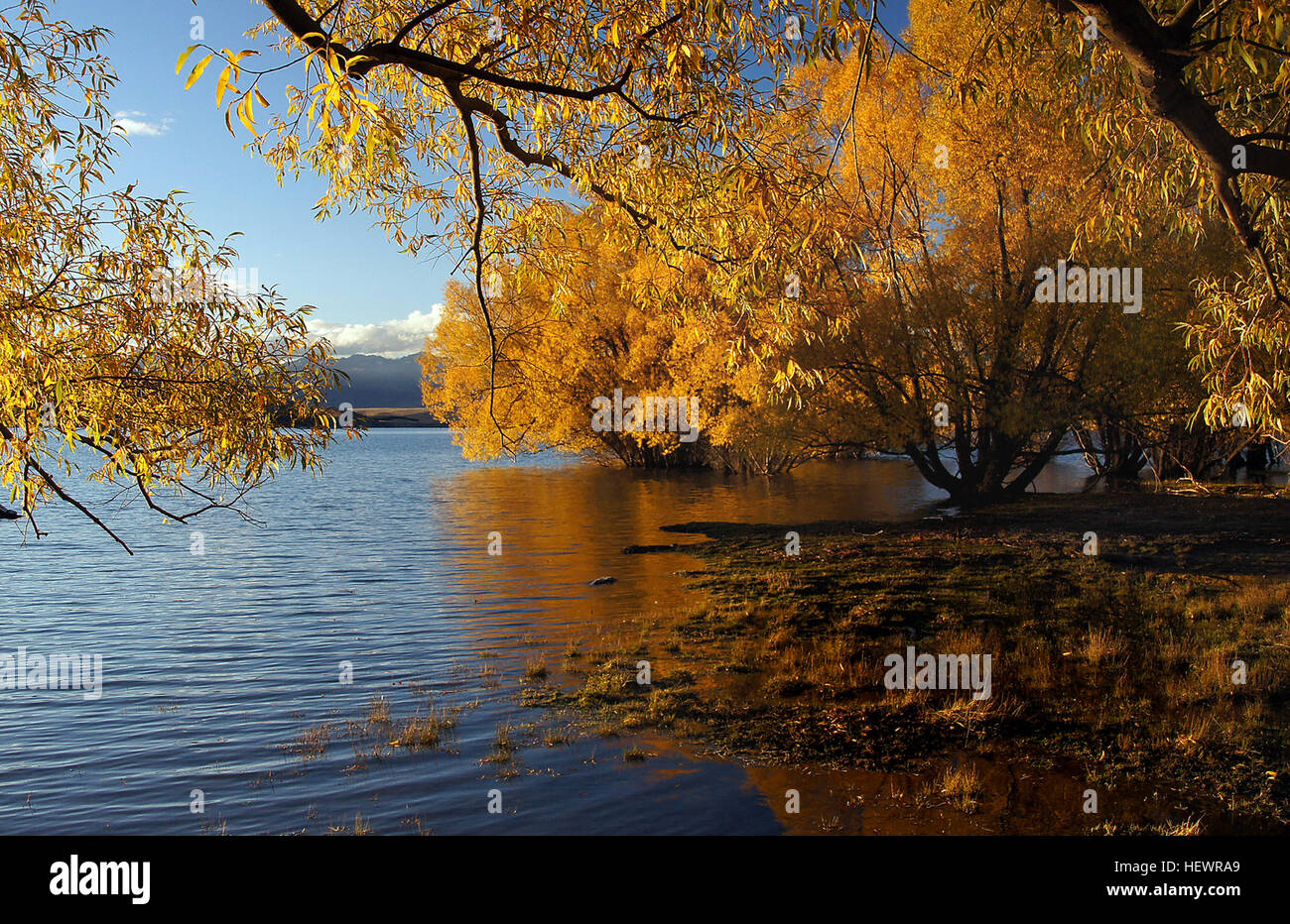 In nuova Zelanda, le foreste autoctone rimangono verdi tutto l'anno a causa della predominanza di alberi sempreverdi. I coloni europei introdussero specie decidue, che forniscono vivaci colori autunnali in regioni come Wanaka, il lago Hawea, Arrowtown e Queenstown durante aprile. Foto Stock