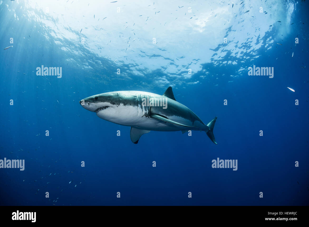 Basso angolo vista del grande squalo bianco, a Guadalupe, in Messico Foto Stock