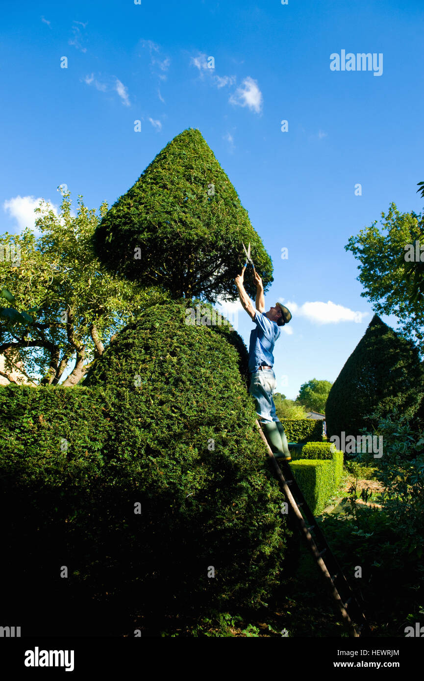 L uomo sulla parte superiore della scala di trimming siepe ornamentale con giardino cesoie Foto Stock