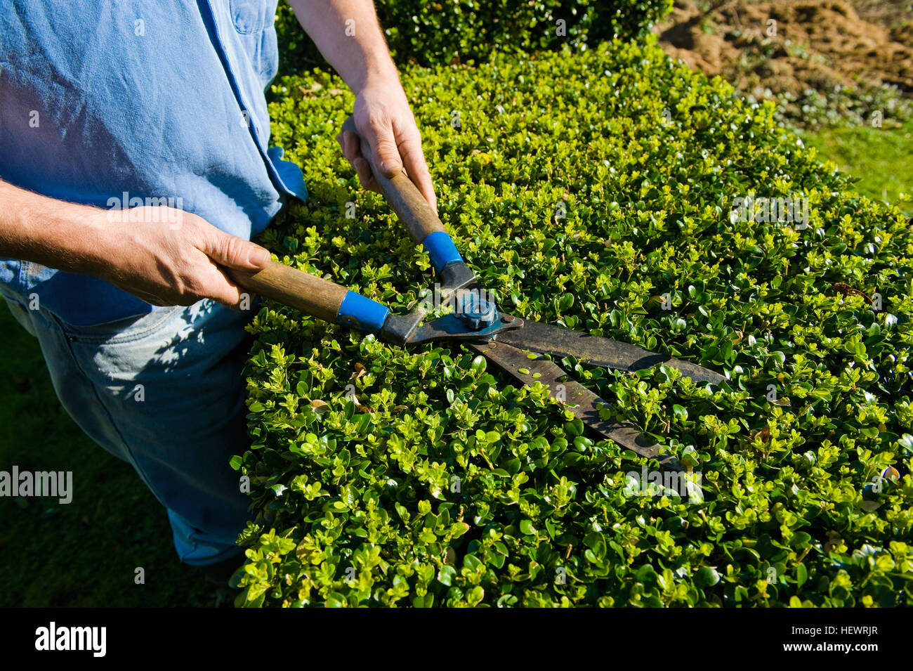 Ritagliato colpo di uomo siepe di fresatura con giardino cesoie Foto Stock