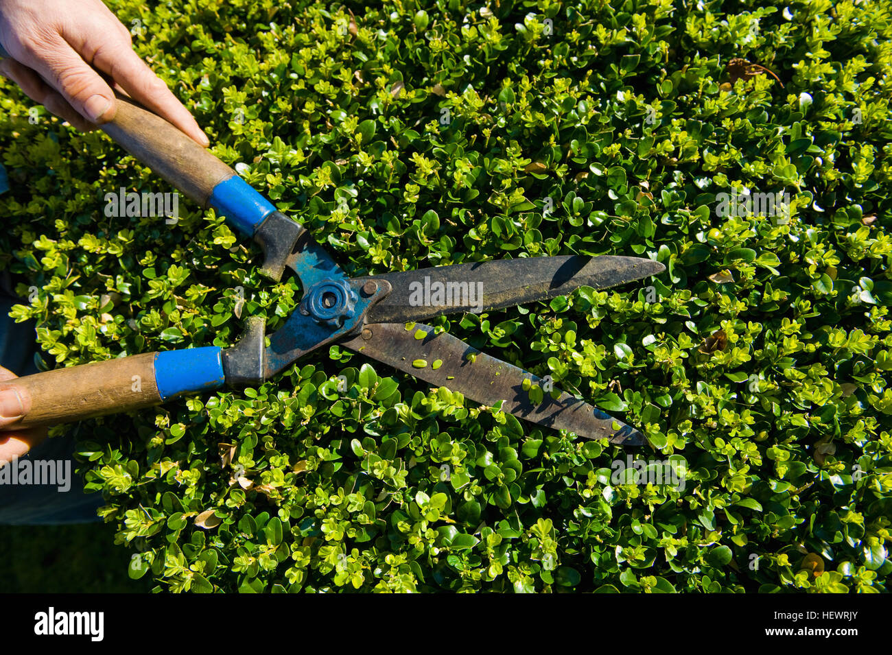 Close up dei maschi di mani hedge trimming con giardino cesoie Foto Stock