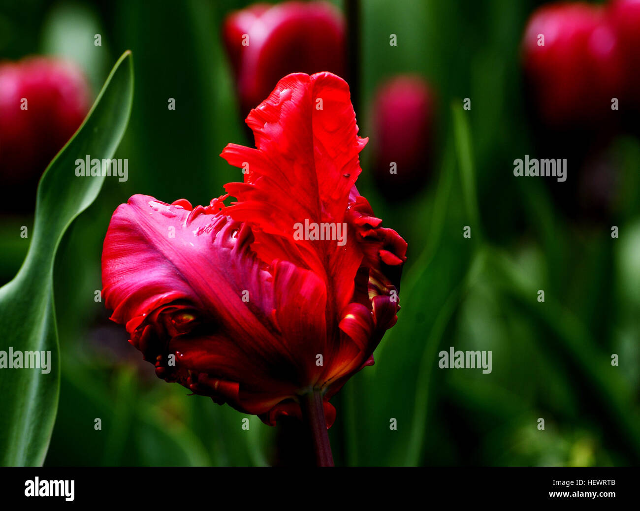 ,,Blumi,rosso,meraviglioso mondo dei fiori,fiori,piuttosto,Molla,i tulipani Foto Stock