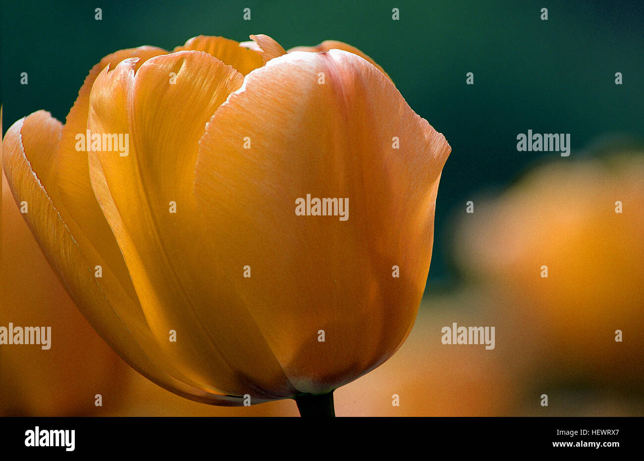 I tulipani, originari della Turchia e che prendono il nome dalla parola turca "tulbend" che significa turbante, furono successivamente introdotti in Olanda dalla Persia, diventando un simbolo dell'orticoltura olandese. Foto Stock