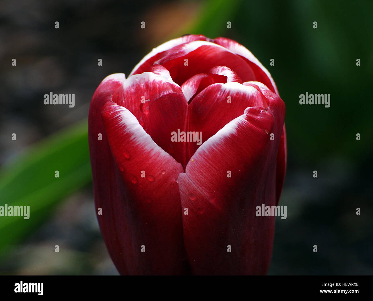 ,,Blumi,rosso,meraviglioso mondo dei fiori,fiori,piuttosto,Molla,i tulipani Foto Stock