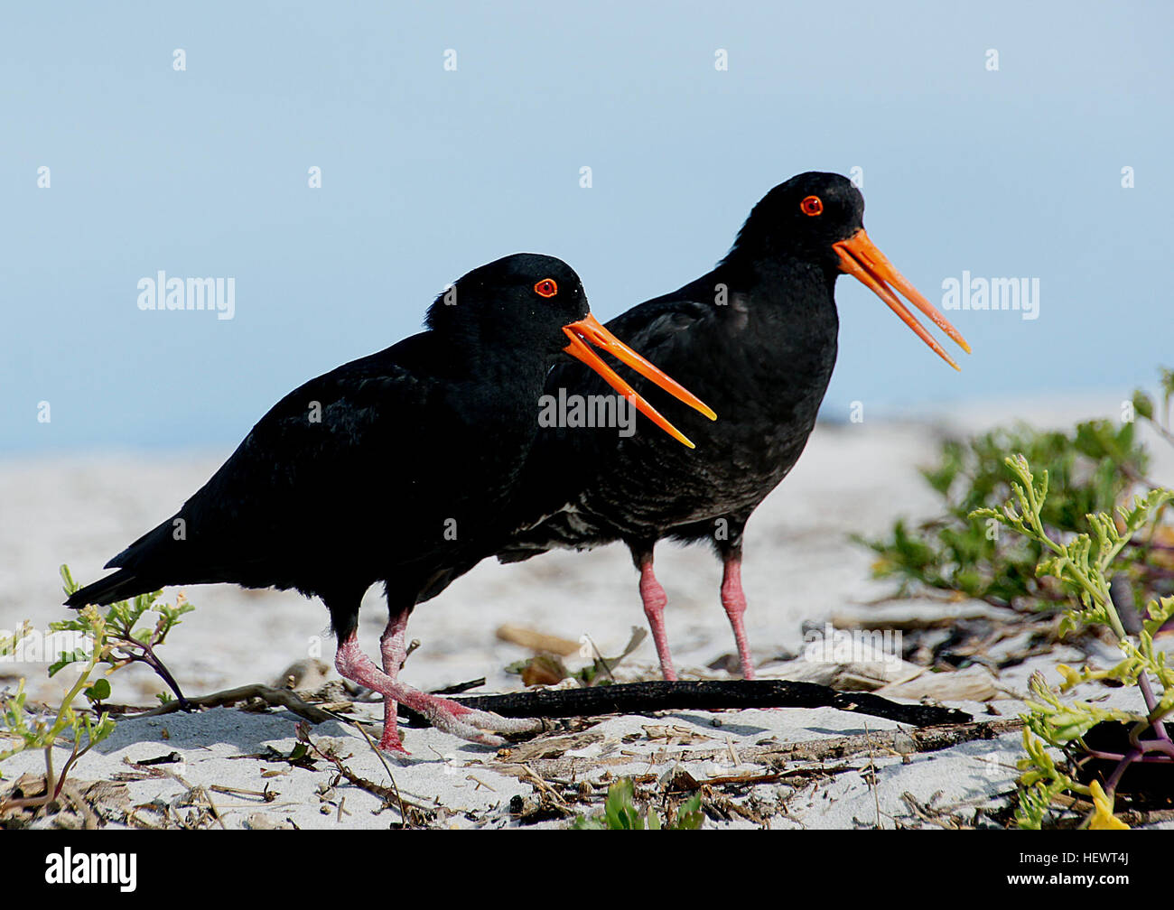 La variabile oystercatcher è un tozzo familiare uccello costiero con una lunga, arancio brillante bill, trovati intorno a gran parte della Nuova Zelanda. Si vedono spesso in coppie probing alacremente per molluschi lungo le spiagge o negli estuari. Girato in precedenza per il cibo, oystercatchers variabile probabilmente raggiunto numeri bassi prima di essere protette nel 1922, poiché quando sono aumentati rapidamente. Essi sono di lunga durata, con alcuni uccelli di raggiungere 30+ anni di età Foto Stock