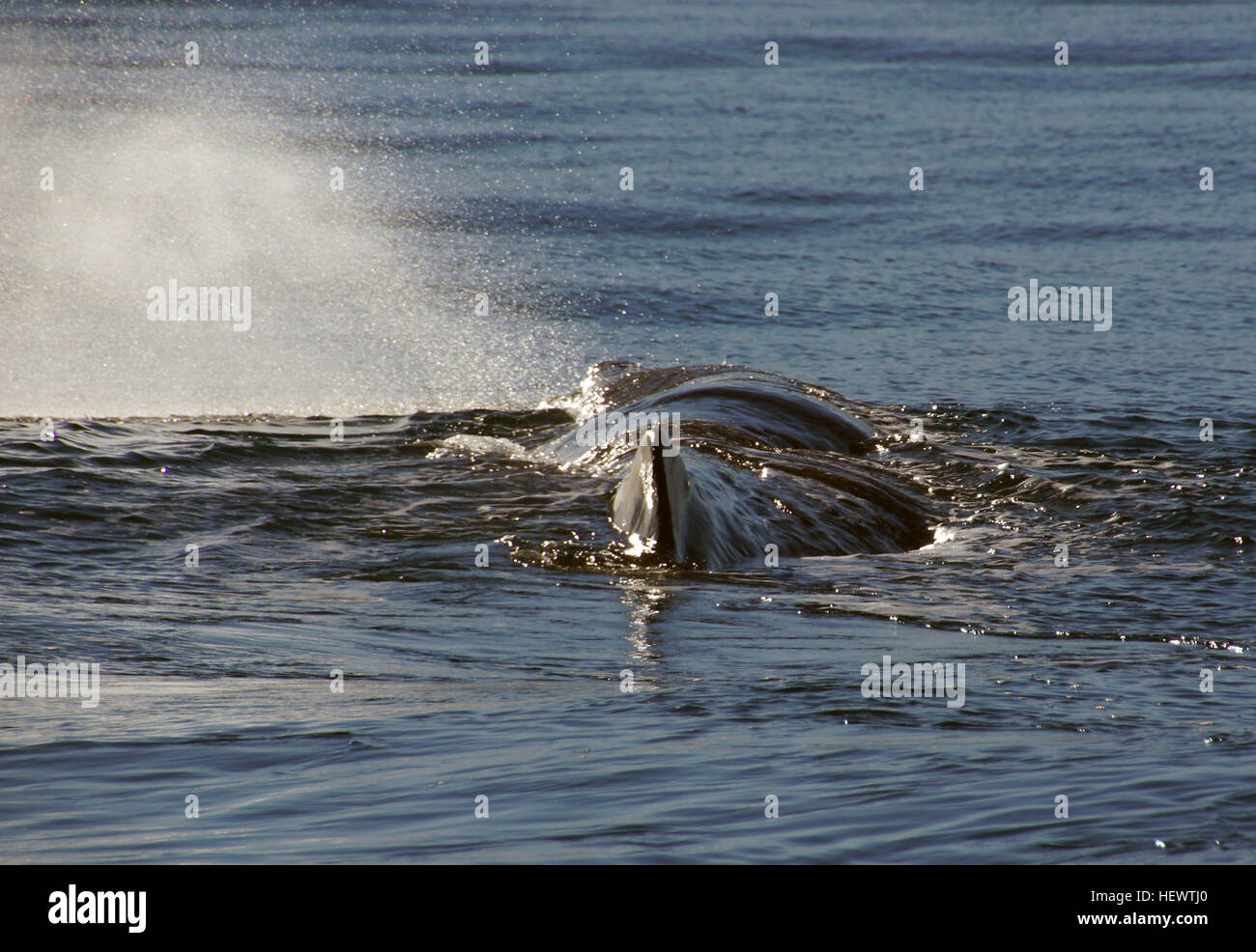 ,,Nuova Zelanda,Ocean mammiferi,Capodoglio,Whale Kaikoura,Whale fluke,Whale tails,Whale Watch Kaikoura Foto Stock